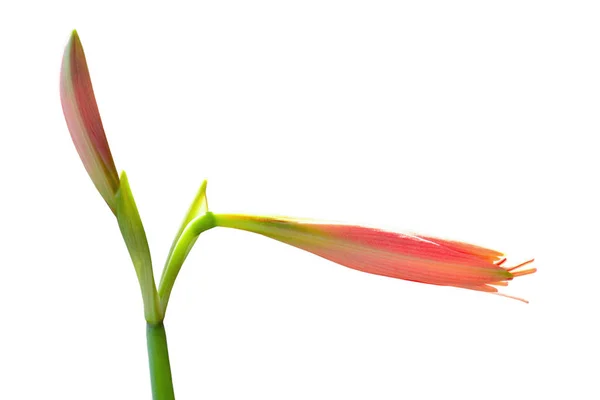 被白色背景隔离的Amaryllis花 — 图库照片