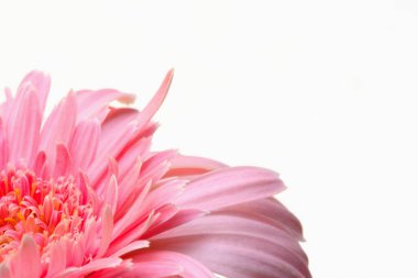 Bahçedeki pembe gerbera çiçeği seçici odak ve bulanık arkaplan.
