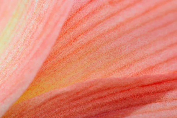 Detalle Flor Amarilis Macro Shot Fondo Abstracto — Foto de Stock