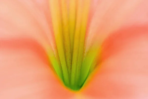 Détail Fleur Amaryllis Prise Vue Macro Contexte Abstrait — Photo
