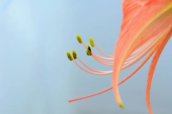 Detail Amaryllisové Květiny Makro Záběr Abstraktní Pozadí — Stock fotografie