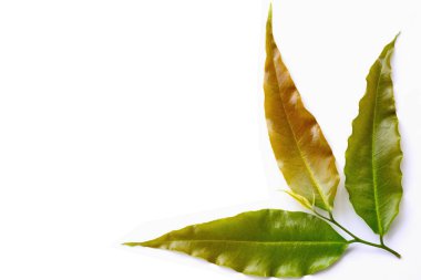 Beyaz arkaplanda tropik yeşil yaprak.