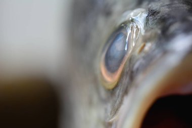 Barramundi 'nin Macro karesi, Asya deniz kabuğu, dev deniz kenarı ya da doğal arka planı olan gümüş deniz kenarı..