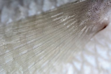 Barramundi 'nin Macro karesi, Asya deniz kabuğu, dev deniz kenarı ya da doğal arka planı olan gümüş deniz kenarı..