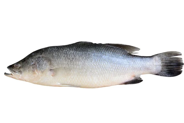 Barramundi 'nin makro çekimi, Asya deniz yatağı, dev deniz yatağı ya da beyaz arka planda izole edilmiş gümüş deniz yatağı..