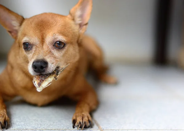 Brown Joven Chihuahua Perro Comiendo Cola Pescado Parrilla Suelo —  Fotos de Stock