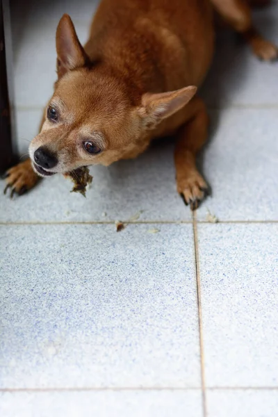 Brown Jovem Cão Chihuahua Comer Cauda Peixe Grelhado Chão — Fotografia de Stock