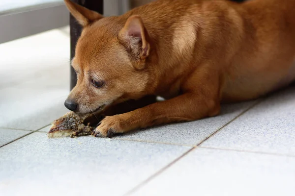 Brown Jovem Cão Chihuahua Comer Cauda Peixe Grelhado Chão — Fotografia de Stock