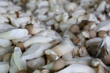 Kral istiridye ya da Eringi mantar paketi köpük tablasında satışa hazır..