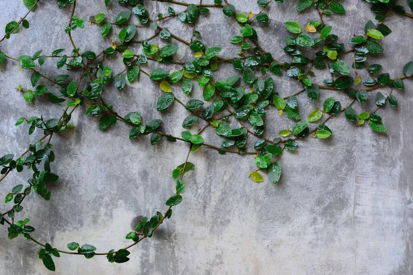 Bottoni Pressione Pianta Margherita Messicana Sul Muro Con Spazio Copia — Foto Stock