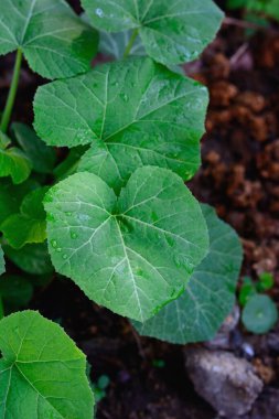 Balkabağı seçici odaklanmayı doğal arkaplan ile bırakır.
