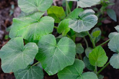 Balkabağı seçici odaklanmayı doğal arkaplan ile bırakır.