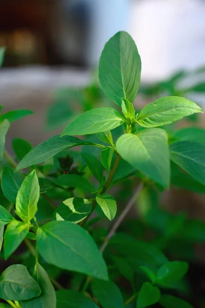 Basil Green Leaves Selectived Focus Natural Background — Stock Photo, Image