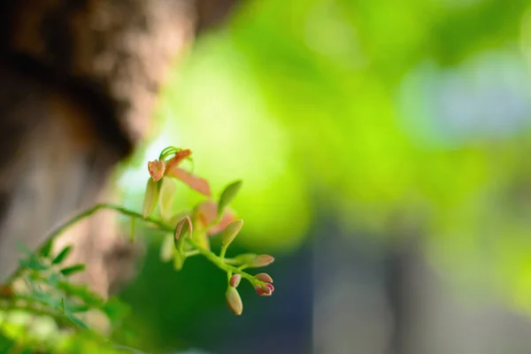 Hoja Verde Tamarindo Joven Con Fondo Bokeh Natural — Foto de Stock