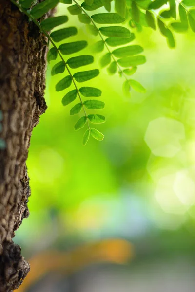 Junge Tamarinde Grünes Blatt Mit Natürlichem Bokeh Hintergrund — Stockfoto