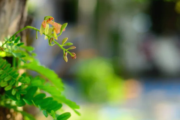 Młody Tamaryndowiec Zielony Liść Naturalnym Bokeh Tło — Zdjęcie stockowe