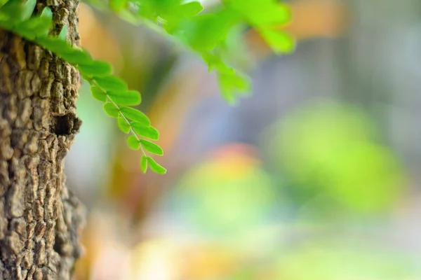 Молодой Зеленый Лист Тамаринда Натуральным Боке Фоном — стоковое фото