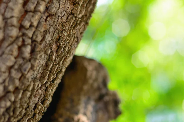 Abstrakcyjne Drzewo Tamaryndowca Naturalnym Bokeh Tle — Zdjęcie stockowe