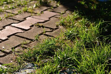 Çimenler kaldırım bloğu geçidinde filizlenir, şablon arka planı.