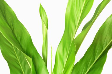 Galangal, beyaz arka planda izole edilmiş tropikal yeşil yaprak.