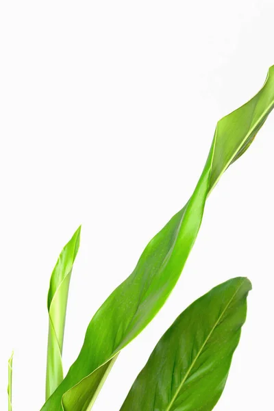 Galangal Feuille Verte Tropicale Isolée Sur Fond Blanc — Photo