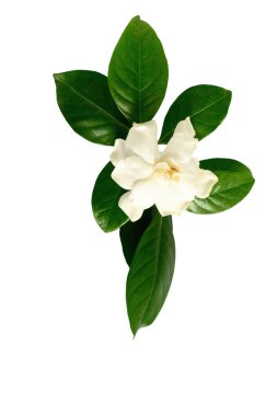 Beyaz gardenya çiçeği kahve ailesinde çiçek açan bir bitki cinsidir. Beyaz arkaplanda izole.