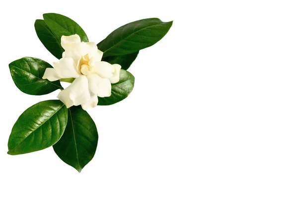 White Gardenia Flower Genus Flowering Plants Coffee Family Isolated White — Stock Photo, Image