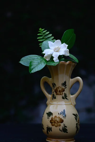 White Gardenia Flower Genre Plantes Fleurs Famille Café — Photo