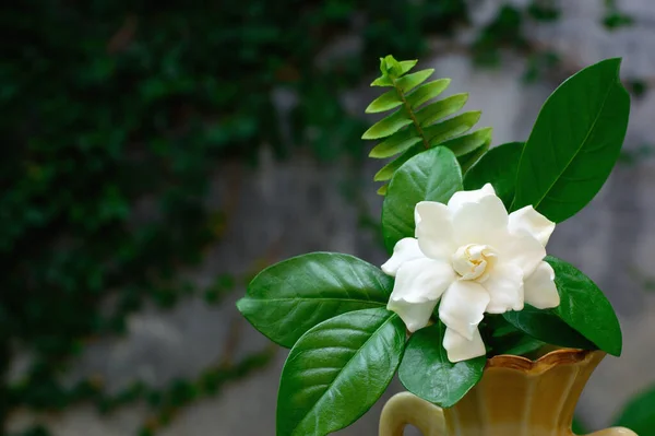 コーヒーファミリーの開花植物の一種である白いクチナシの花 — ストック写真