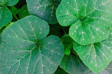 Balkabağı seçici odaklanmayı doğal arkaplan ile bırakır.