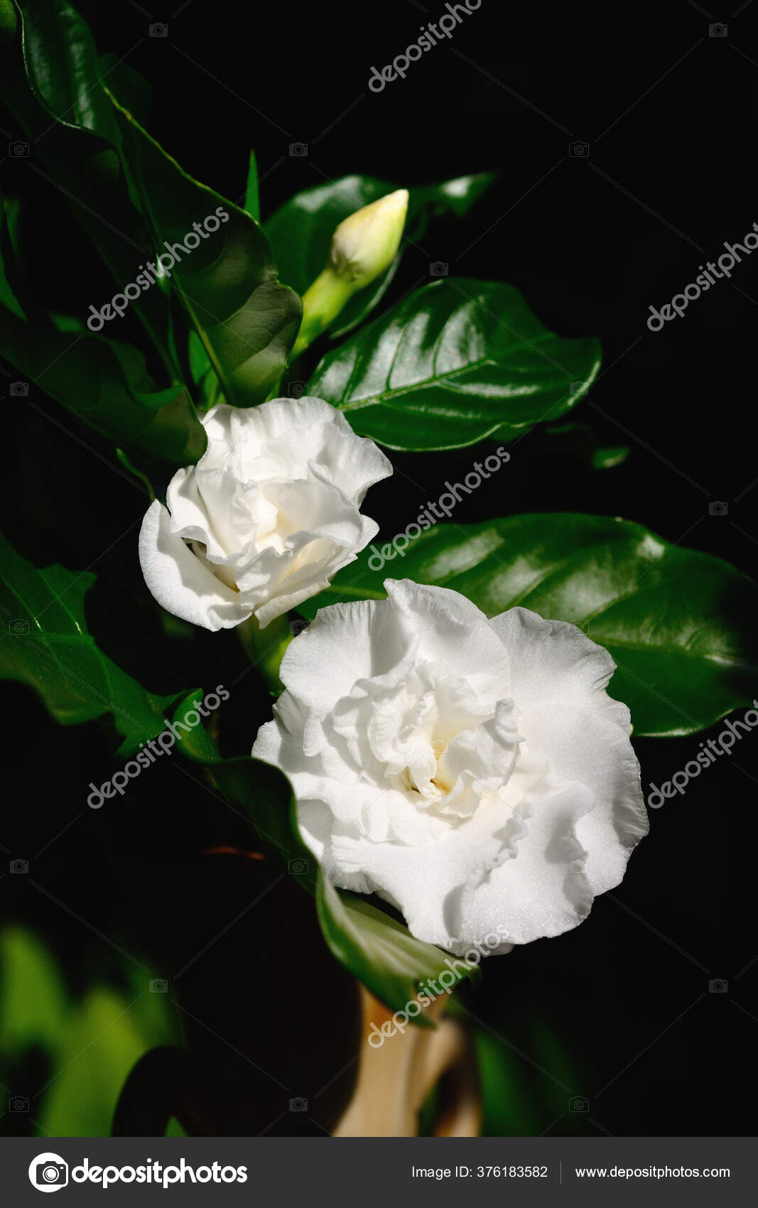 White Gardenia Flower Genus Flowering Plants Coffee Family Stock Photo By C Siwapot