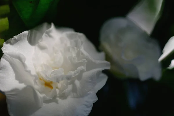 Белый Цветок Гардении Рода Цветущих Растений Семье Кофе — стоковое фото