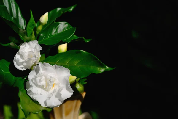 White Gardenia Flower Genus Flowering Plants Coffee Family — Stock Photo, Image