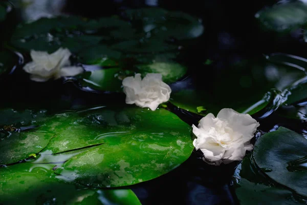 White gardenia flower a genus of flowering plants in the coffee family.