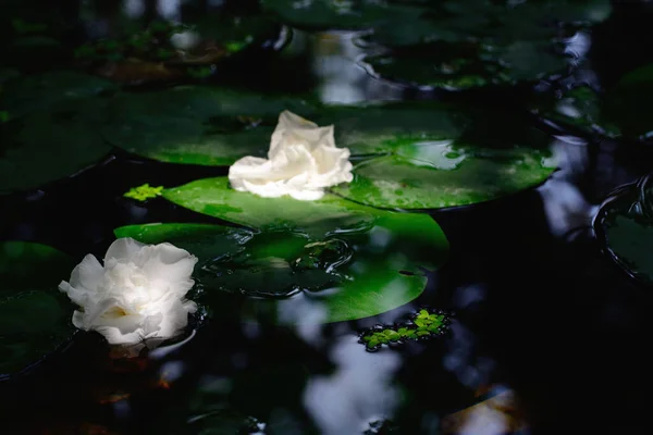 White gardenia flower a genus of flowering plants in the coffee family.