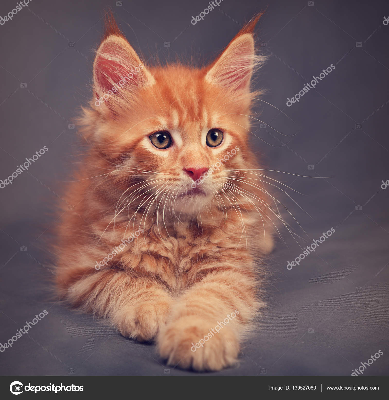 Adorable Chaton Coon Maine Solide Rouge Couche Avec Look Relaxant Wi Image Libre De Droit Par Nastia19 C Adorable Chaton Coon Maine Solide Rouge Couche Avec Look Relaxant Wi Image Libre De Droit Par Nastia19 C