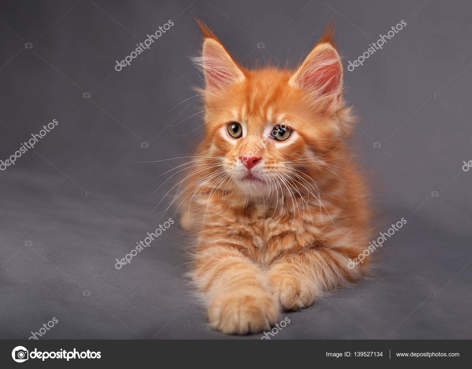 愛らしい赤い固体メインクーン子猫リラックスと横たわって見える Wi ストック写真 C Nastia19
