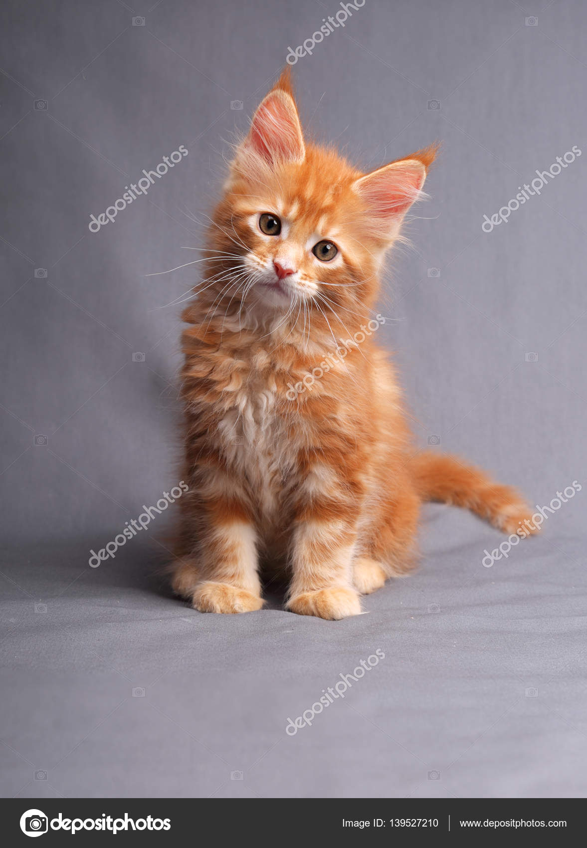 Funny adorable red solid maine coon kitten sitting with beautifu Stock Photo © nastia1983 #139527210