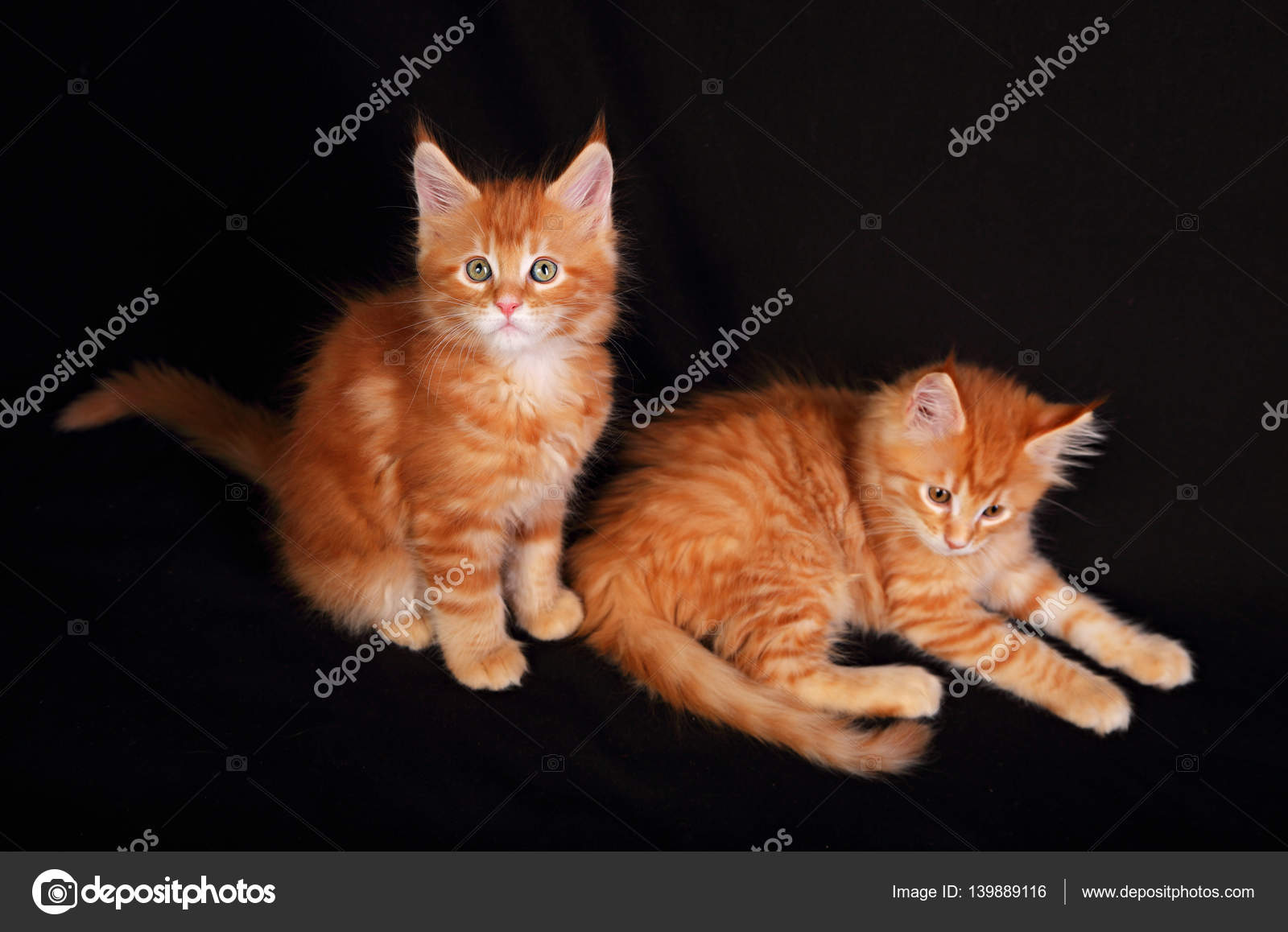 Twee schattige schattige rode solide maine coon kitten met beroe ⬇ Stockfoto, rechtenvrije foto door © nastia1983 #139889116