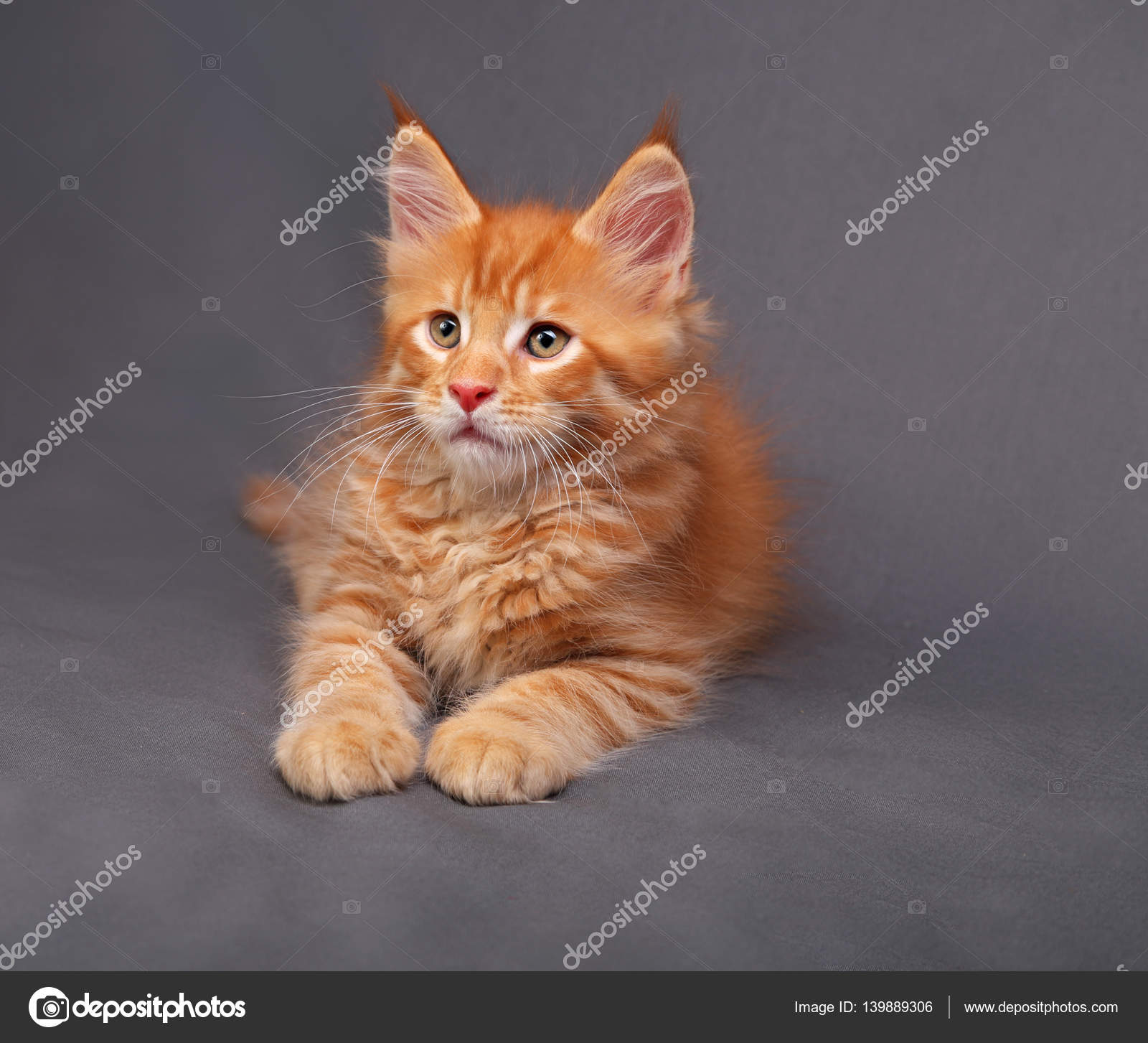 赤い固体メインクーン子猫リラックス横たわっている Beauti と見て ストック写真 C Nastia19 赤い固体メインクーン子猫リラックス横たわっている Beauti と見て ストック写真 C Nastia19