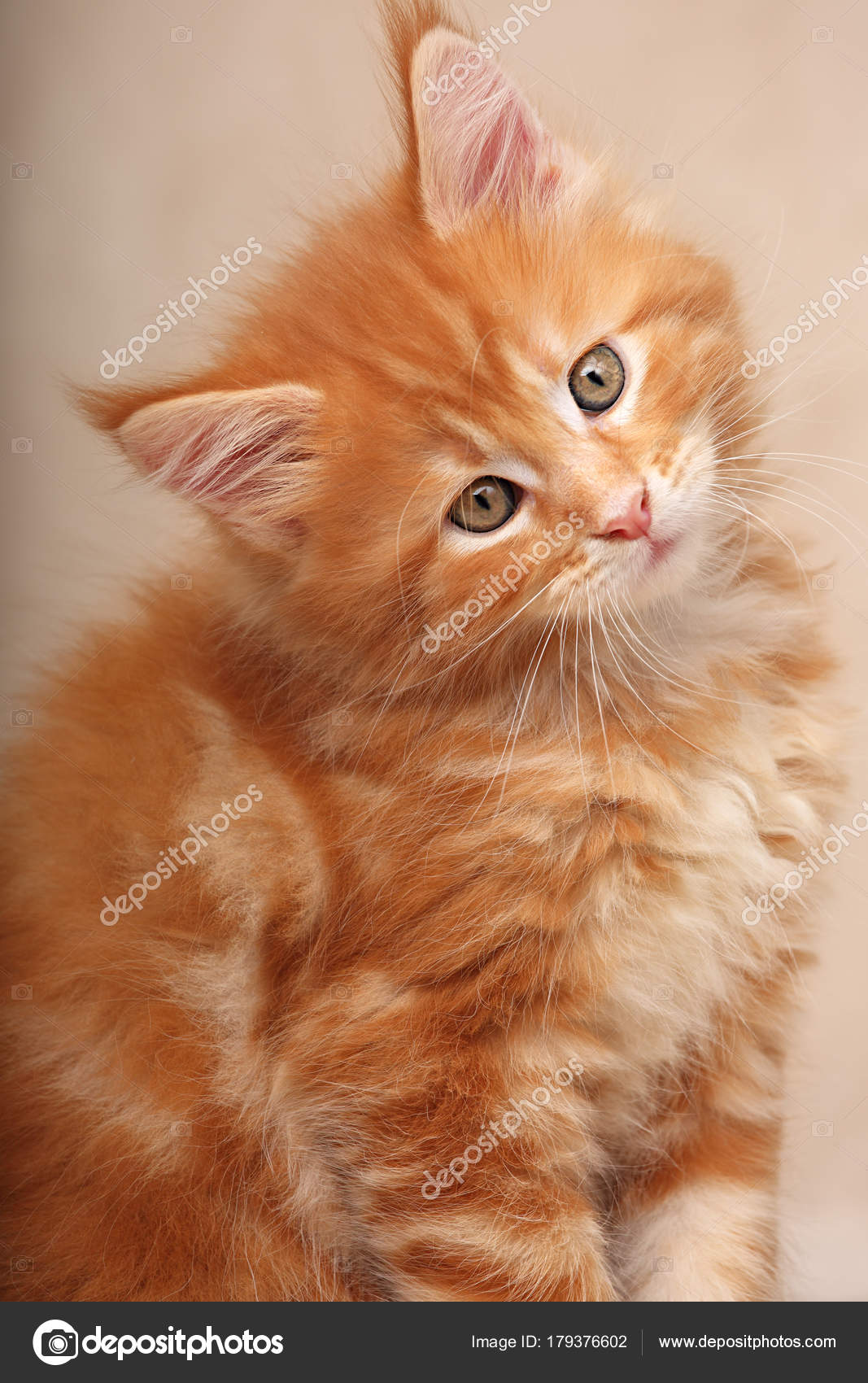 Funny Adorable Red Solid Maine Coon Kitten Sitting With Beautifu Stock Photo Image By C Nastia19 Funny Adorable Red Solid Maine Coon Kitten Sitting With Beautifu Stock Photo Image By C Nastia19