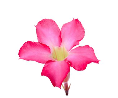 Çöl Ros, Impala Lily, üzerinde beyaz izole alay açelya çiçek