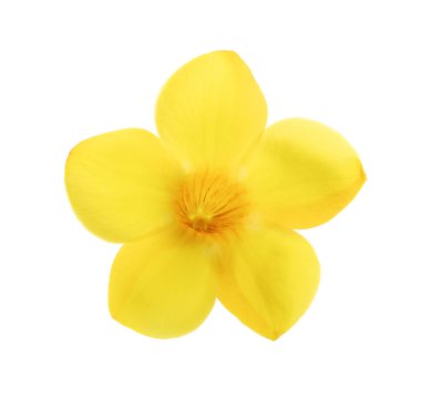 Beyaz izole altın trompet Allamanda, çiçek 