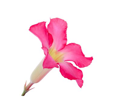 Çöl Ros, Impala Lily, üzerinde beyaz izole alay açelya çiçek