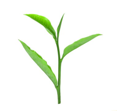 yaprakları taze yeşil çay üzerinde beyaz bac izole su damlaları ile