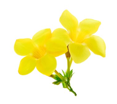 Beyaz izole altın trompet Allamanda, çiçek