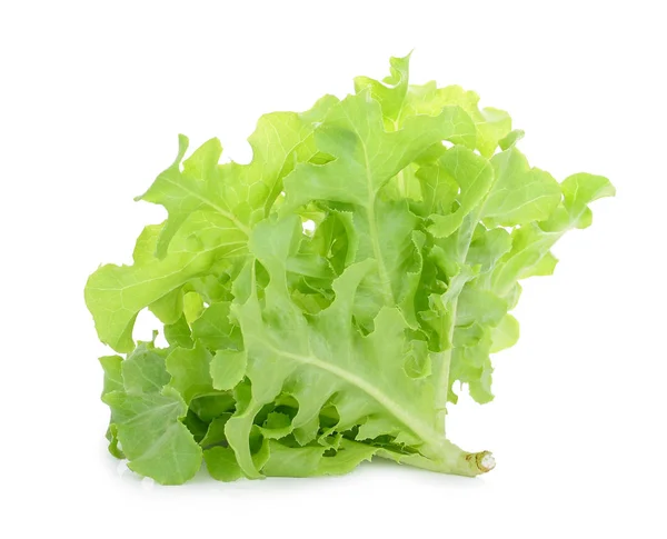 Green oak lettuce isolated on white — Stock Photo, Image