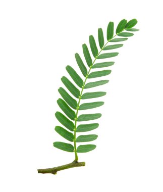 demirhindi yaprak üzerinde beyaz izole