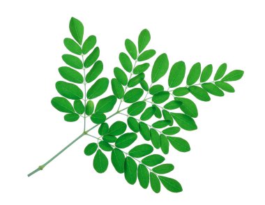 Moringa beyaz arka plan üzerinde ayrı tut moduyla bırakır