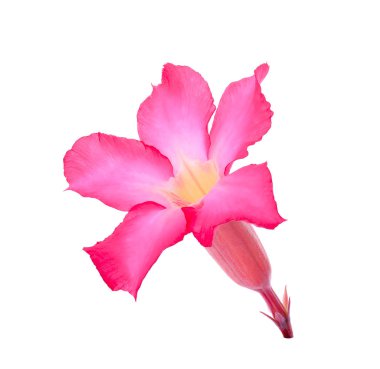 Çöl Ros, Impala Lily, üzerinde beyaz izole alay açelya çiçek